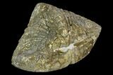 2.25" Pyrite Replaced Brachiopod (Paraspirifer) - Ohio - #130277-2